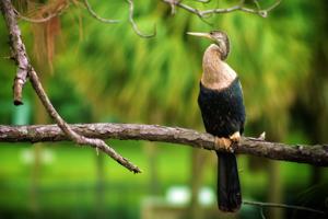 Anhinga anhinga