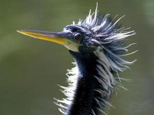 Anhinga anhinga