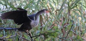 Anhinga anhinga