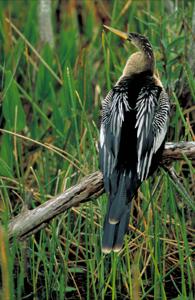 utils/thumbs/Anhingidae/Anhinga_jFZ69sgTBnju6K6QBjhaMC.jpg