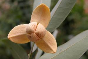 Sphaerocoryne lefevrei