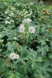 Astrantia major