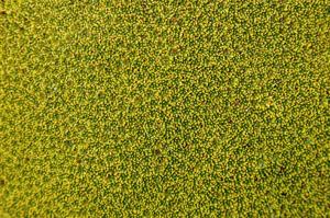 Azorella compacta
