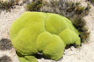 Azorella compacta