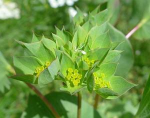 Bupleurum rotundifolium