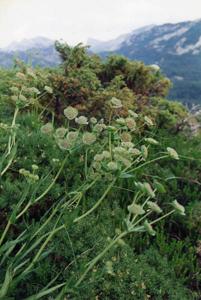 Bupleurum angulosum