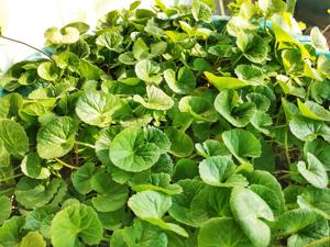 utils/thumbs/Apiaceae/Centella_5Cbo7UHQtWsa2N7f5kEZGL.jpg