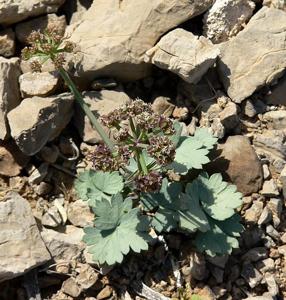Cymopterus gilmanii