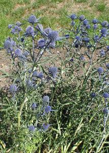 Eryngium amethystinum