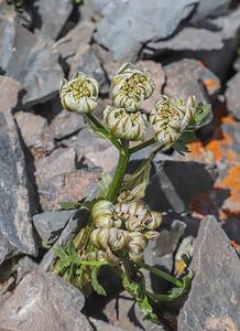 Hymenolaena pimpinellifolia