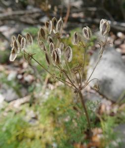 Lomatium grayi