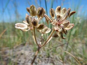 Lomatium foeniculaceum