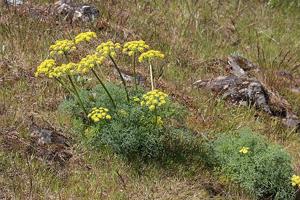 Lomatium grayi