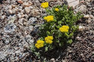 Podistera eastwoodiae