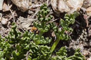 Podistera eastwoodiae