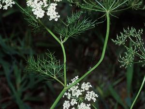 utils/thumbs/Apiaceae/Ptilimnium_jooUztBFYbNyFg7d2QymF2.jpg