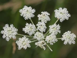 utils/thumbs/Apiaceae/Silphiodaucus_XRCsJU7L8e3knzAVo4zcw5.jpg