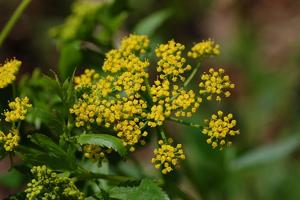 utils/thumbs/Apiaceae/Zizia_a3rZtEQuJqARe22D3iKXvP.jpg