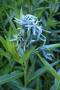 utils/thumbs/Apocynaceae/Amsonia_3g9cGiJ8vUgXioM7oUALSK.jpg