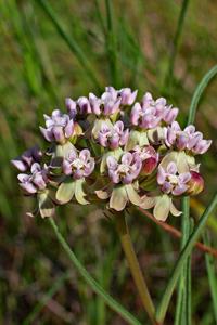 Asclepias michauxii