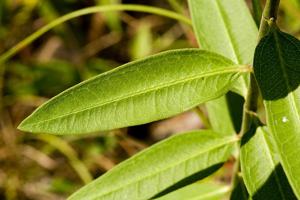 Asclepias viridiflora