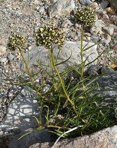 Asclepias asperula