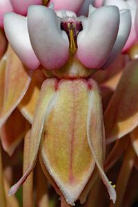 Asclepias humistrata