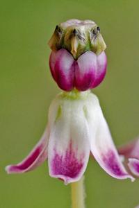 Asclepias longifolia
