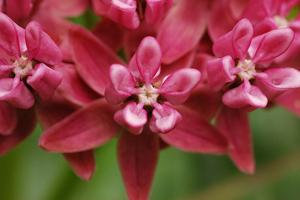 Asclepias purpurascens