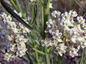 Asclepias subverticillata
