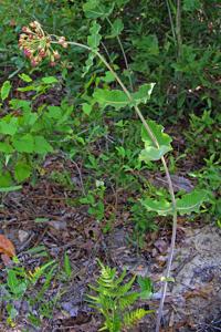 Asclepias amplexicaulis