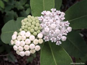 Asclepias variegata