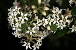 utils/thumbs/Apocynaceae/Astephanus_PEy95czfVuH2fjpn9pmj7Q.jpg