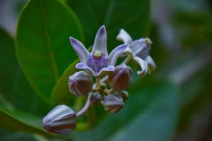 Calotropis gigantea