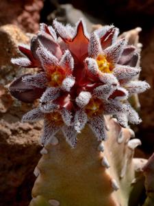 utils/thumbs/Apocynaceae/Caralluma_RoCWntRThdJiE9kzq8fbCS.jpg