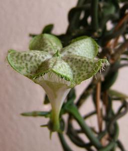 utils/thumbs/Apocynaceae/Ceropegia_i6gyrvfP6MiKFzocX6aD7A.jpg