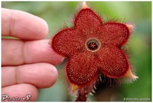 Edithcolea grandis
