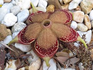 Edithcolea grandis