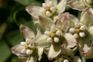 Funastrum cynanchoides