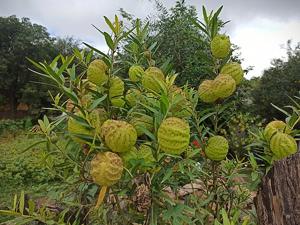 Gomphocarpus physocarpus