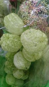 Gomphocarpus physocarpus