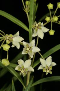 Gomphocarpus fruticosus subsp. fruticosus