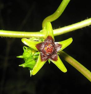 Gonolobus suberosus