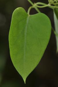 Heterostemma siamicum