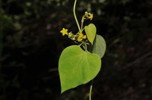 Heterostemma siamicum