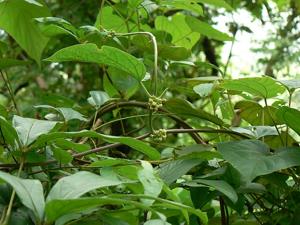 Heterostemma dalzellii