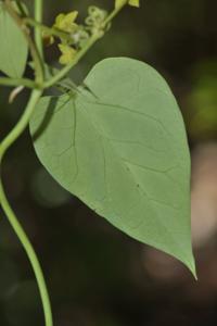 Heterostemma siamicum