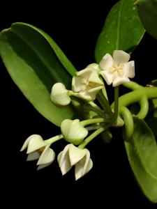 Hoya obtusifolia