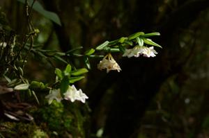 Hoya vaccinioides