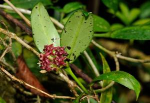 Hoya lobbii